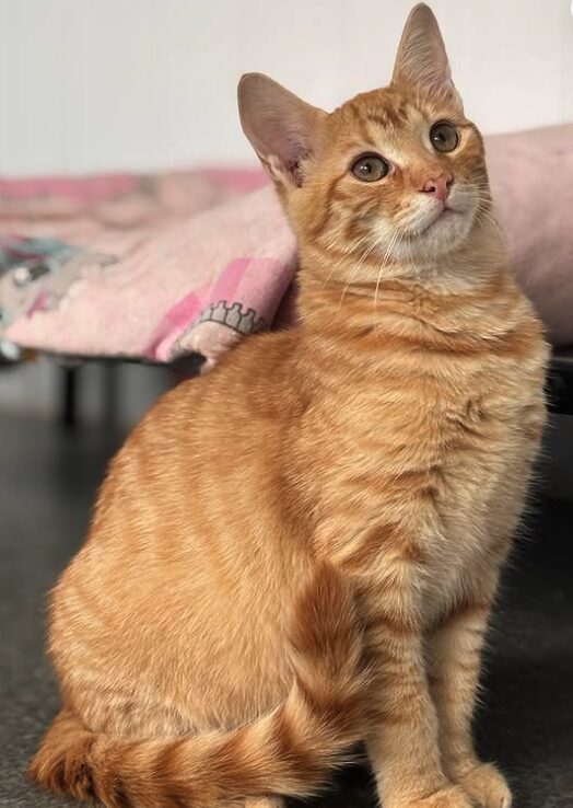 Cheeto the rescue kitten at the shelter in Romania sitting by a pink blanket. He has gorgeous ginger fur and bright green eyes.