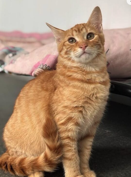 Cheeto the rescue kitten at the shelter in Romania sitting by a pink blanket. He has gorgeous ginger fur and bright green eyes.