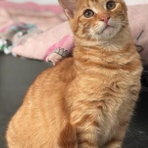 Cheeto the rescue kitten at the shelter in Romania sitting by a pink blanket. He has gorgeous ginger fur and bright green eyes.