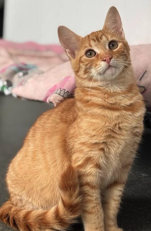 Cheeto the rescue kitten at the shelter in Romania sitting by a pink blanket. He has gorgeous ginger fur and bright green eyes.