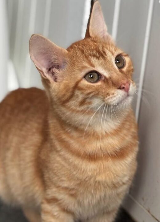 Cheeto the rescue kitten at the shelter in Romania sitting by a litter tray. He has gorgeous ginger fur and bright green eyes.