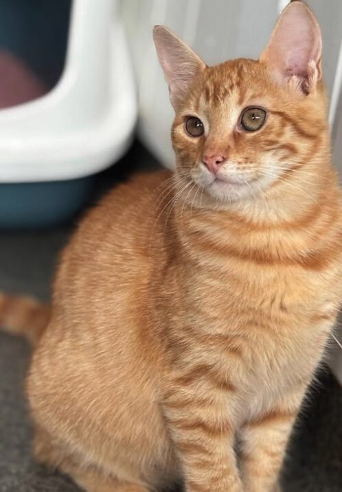 Cheeto the rescue kitten at the shelter in Romania sitting by a litter tray. He has gorgeous ginger fur and bright green eyes.