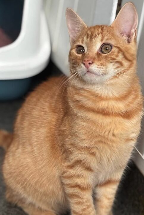 Cheeto the rescue kitten at the shelter in Romania sitting by a litter tray. He has gorgeous ginger fur and bright green eyes.