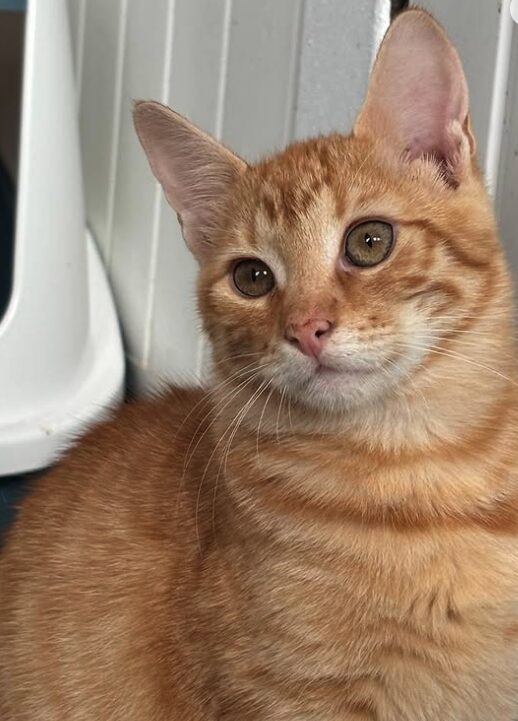 Cheeto the rescue kitten at the shelter in Romania sitting by a litter tray. He has gorgeous ginger fur and bright green eyes.