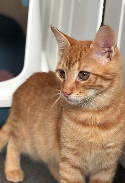 Cheeto the rescue kitten at the shelter in Romania sitting by a litter tray. He has gorgeous ginger fur and bright green eyes.