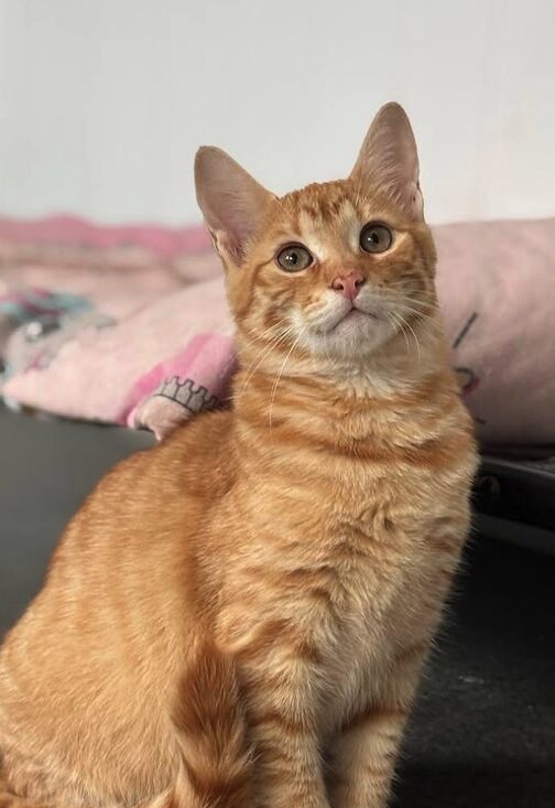 Cheeto the rescue kitten at the shelter in Romania sitting by a pink blanket. He has gorgeous ginger fur and bright green eyes.