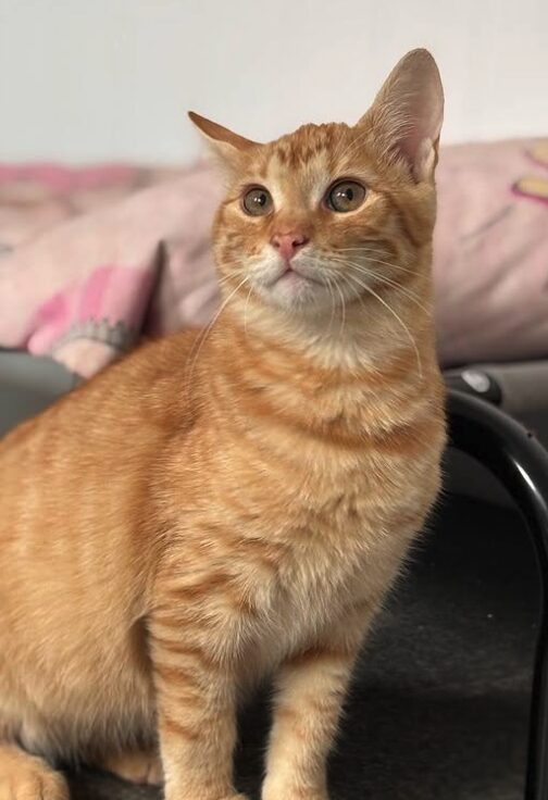 Cheeto the rescue kitten at the shelter in Romania sitting by a pink blanket. He has gorgeous ginger fur and bright green eyes.