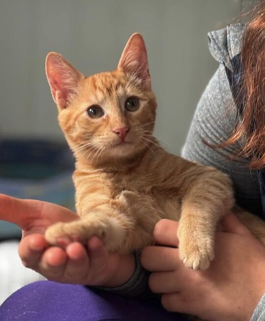 Sunny the rescue kitten at the shelter in Romania being held by a member of the team. He has orange fur and green eyes.