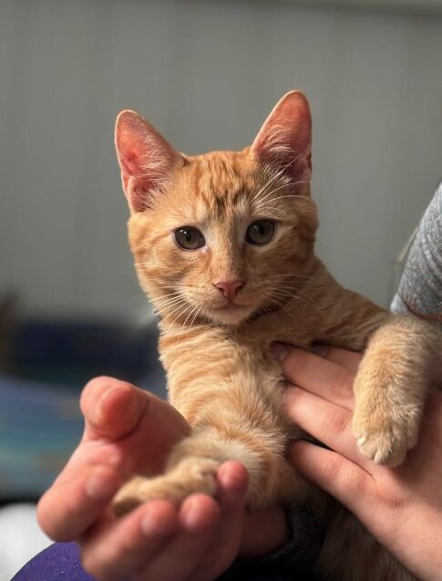 Sunny the rescue kitten at the shelter in Romania being held by a member of the team. He has orange fur and green eyes.