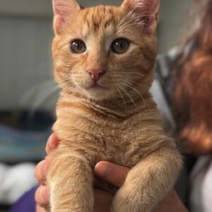 Sunny the rescue kitten at the shelter in Romania being held by a member of the team. He has orange fur and green eyes.