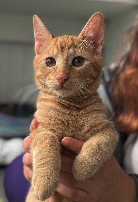 Sunny the rescue kitten at the shelter in Romania being held by a member of the team. He has orange fur and green eyes.