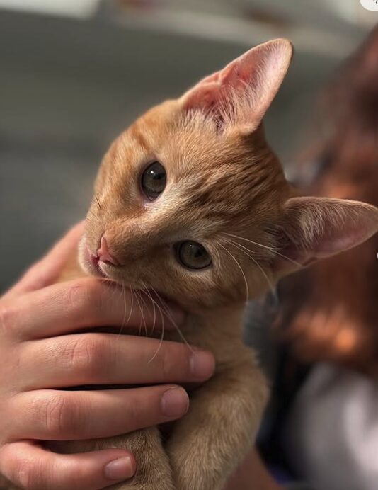 Sunny the rescue kitten at the shelter in Romania being held by a member of the team. He has orange fur and green eyes.