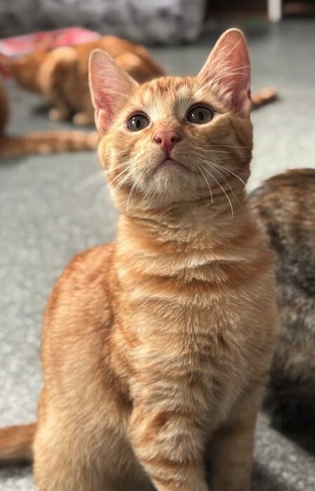 Sunny the rescue kitten at the shelter in Romania, sitting with other kittens looking at the camera. He has gorgeous orange fur and green eyes.