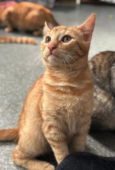 Sunny the rescue kitten at the shelter in Romania, sitting with other kittens looking at the camera. He has gorgeous orange fur and green eyes.