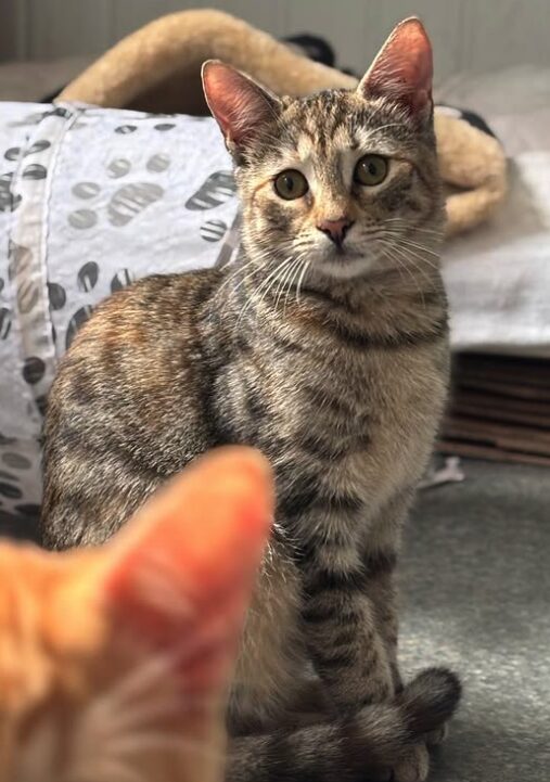 Olive the rescue kitten at the shelter in Romania, sitting with one her orange siblings.