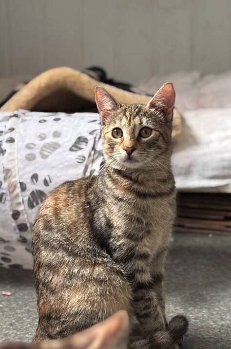 Olive the rescue kitten at the shelter in Romania sitting by a black and white tunnel and a cat bed