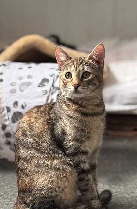 Olive the rescue kitten at the shelter in Romania sitting by a black and white tunnel and a cat bed