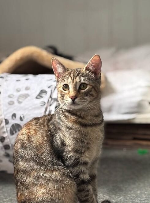 Olive the rescue kitten at the shelter in Romania sitting by a black and white tunnel and a cat bed