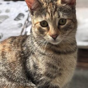 Olive the rescue kitten at the shelter in Romania sitting by a black and white tunnel and a cat bed