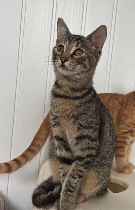 Olive the rescue kitten at the shelter in Romania, sitting with one her orange siblings.