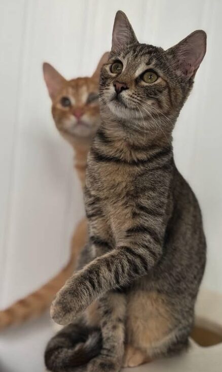 Olive the rescue kitten at the shelter in Romania, sitting with one her orange siblings.