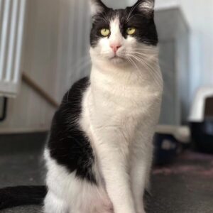 Oscar the rescue cat at the shelter in Romania. He has black and white fur.