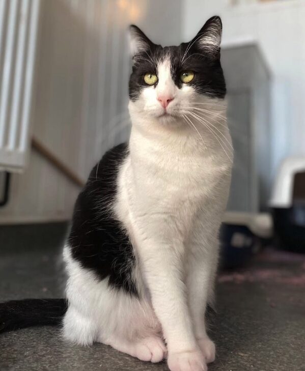 Oscar the rescue cat at the shelter in Romania. He has black and white fur.