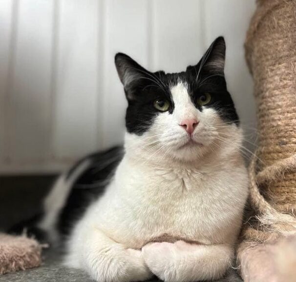 Oscar the rescue cat at the shelter in Romania. He has black and white fur.