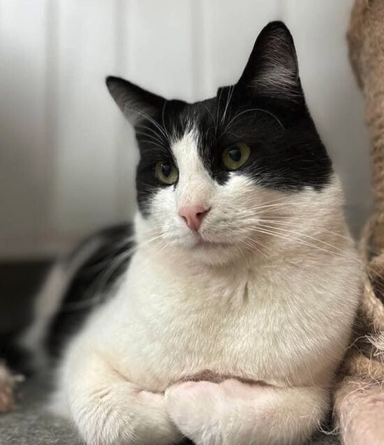 Oscar the rescue cat at the shelter in Romania. He has black and white fur.