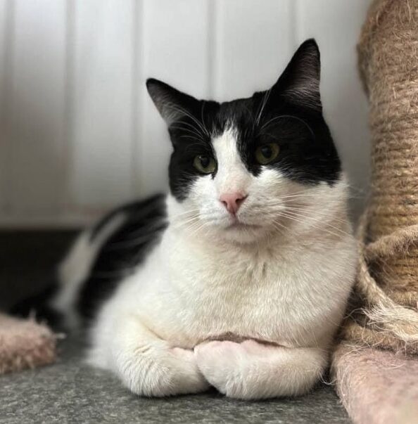 Oscar the rescue cat at the shelter in Romania. He has black and white fur.