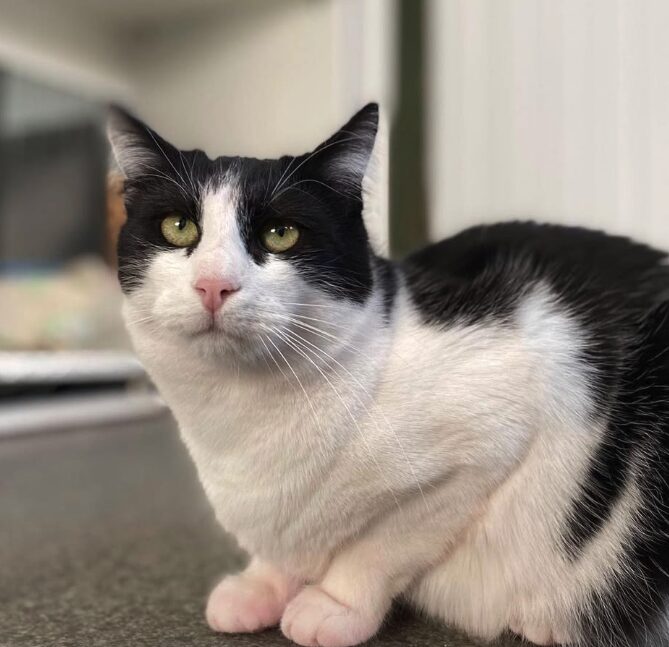 Oscar the rescue cat at the shelter in Romania. He has black and white fur.