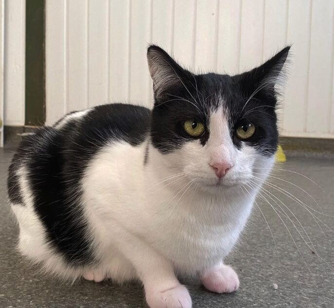 Oscar the rescue cat at the shelter in Romania. He has black and white fur.