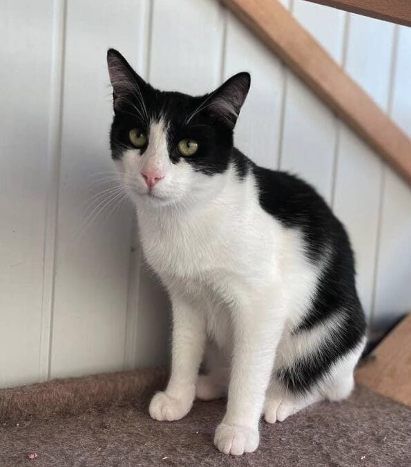 Oscar the rescue cat at the shelter in Romania. He has black and white fur.