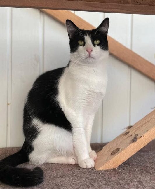 Oscar the rescue cat at the shelter in Romania. He has black and white fur.