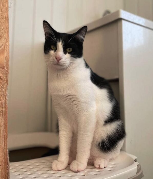 Oscar the rescue cat at the shelter in Romania. He has black and white fur.