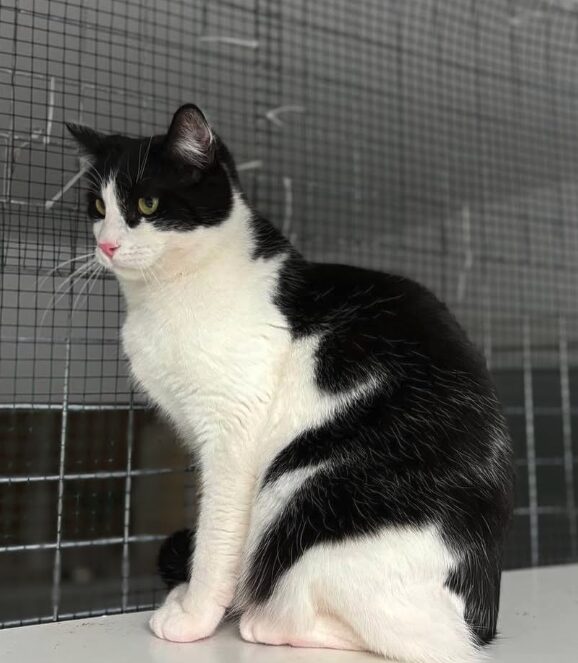 Oscar the rescue cat at the shelter in Romania. He has black and white fur.