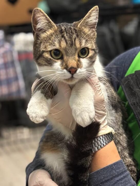 Elora the rescue cat at the shelter in Romania, being held by a member of the team who is wearing a green vest. Elora has white and tabby markings.