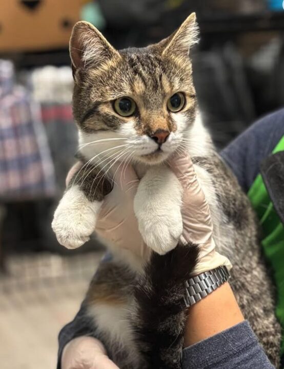 Elora the rescue cat at the shelter in Romania, being held by a member of the team who is wearing a green vest. Elora has white and tabby markings.