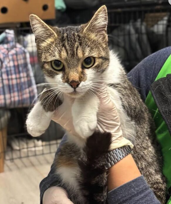 Elora the rescue cat at the shelter in Romania, being held by a member of the team who is wearing a green vest. Elora has white and tabby markings.