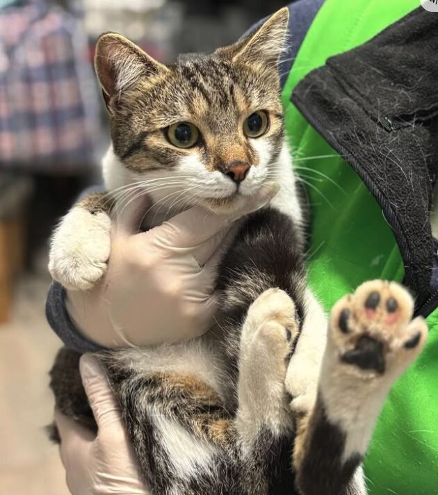 Elora the rescue cat at the shelter in Romania, being held by a member of the team who is wearing a green vest. Elora has white and tabby markings.