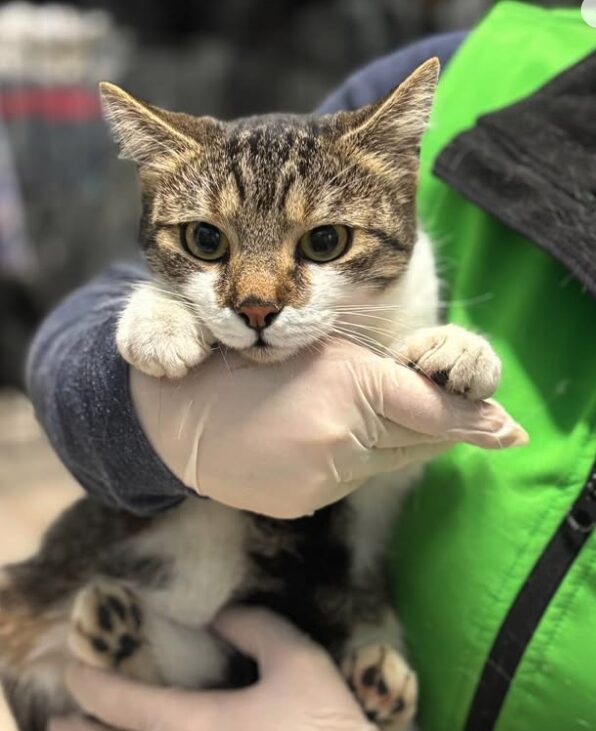 Elora the rescue cat at the shelter in Romania, being held by a member of the team who is wearing a green vest. Elora has white and tabby markings.