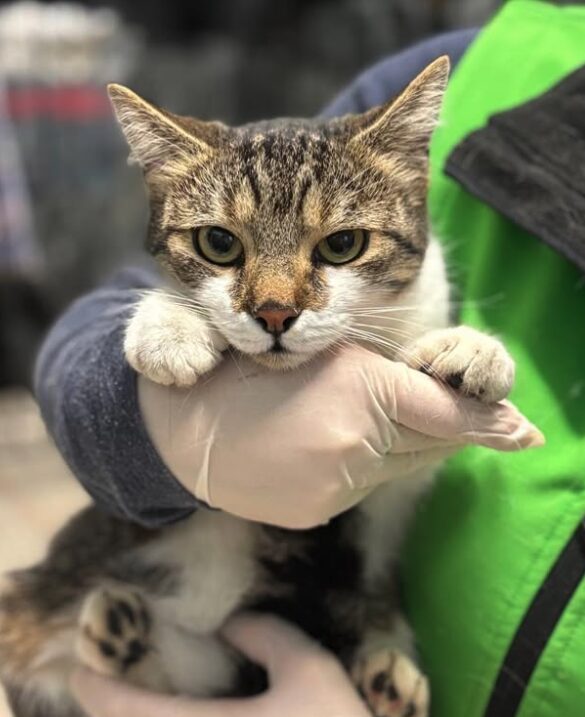 Elora the rescue cat at the shelter in Romania, being held by a member of the team who is wearing a green vest. Elora has white and tabby markings.