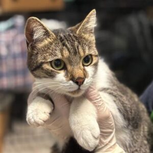 Elora the rescue cat at the shelter in Romania, being held by a member of the team who is wearing a green vest. Elora has white and tabby markings.