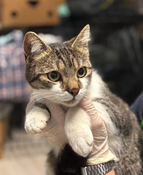 Elora the rescue cat at the shelter in Romania, being held by a member of the team who is wearing a green vest. Elora has white and tabby markings.