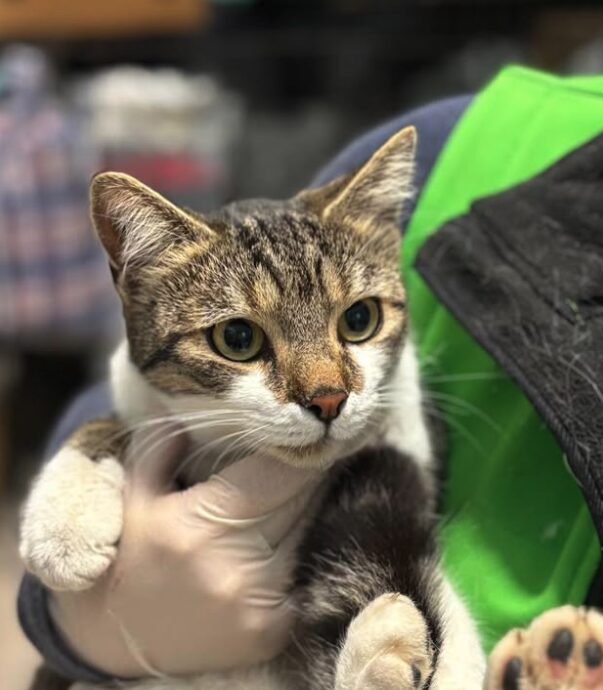 Elora the rescue cat at the shelter in Romania, being held by a member of the team who is wearing a green vest. Elora has white and tabby markings.