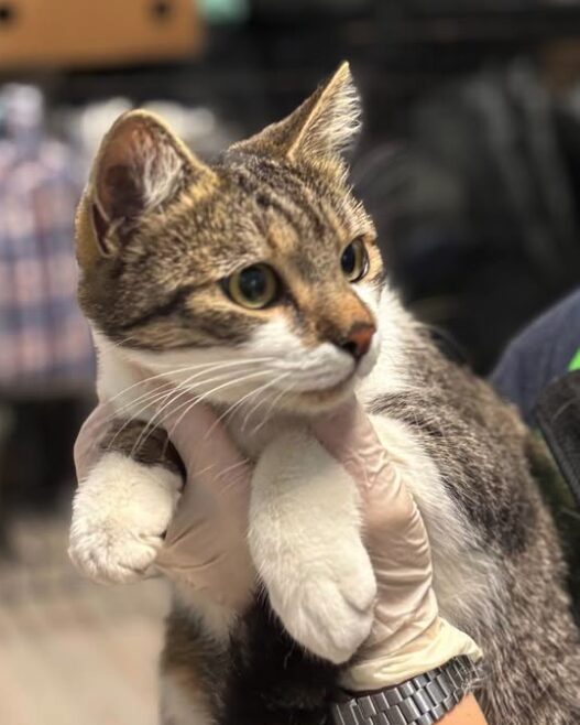 Elora the rescue cat at the shelter in Romania, being held by a member of the team who is wearing a green vest. Elora has white and tabby markings.