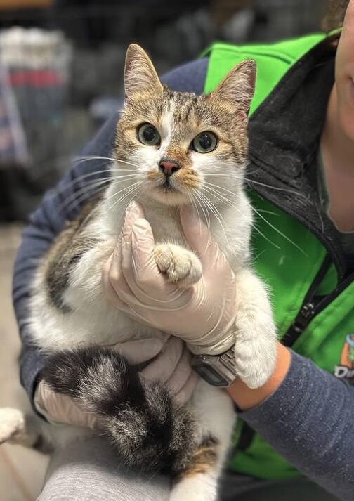 Bellatrix the rescue cat at the shelter in Romania being held by a member of the team wearing a green vest. Bellatrix has brown and white fur.