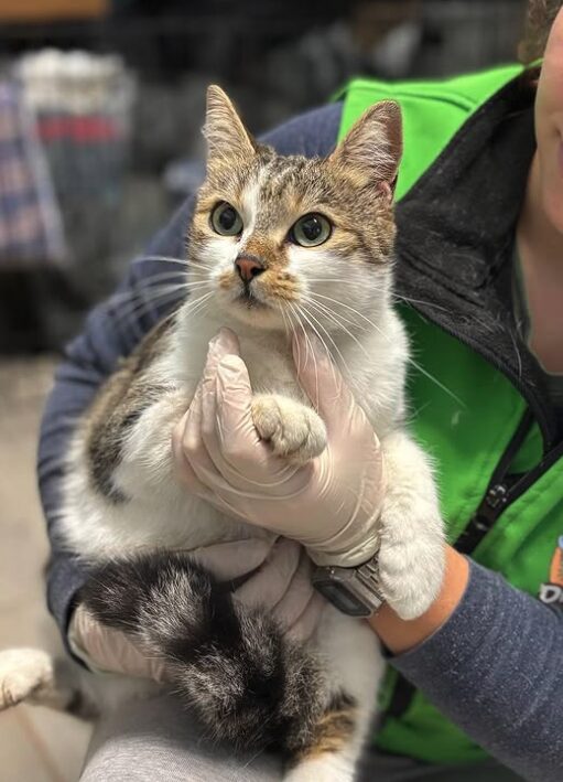 Bellatrix the rescue cat at the shelter in Romania being held by a member of the team wearing a green vest. Bellatrix has brown and white fur.