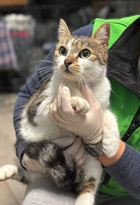 Bellatrix the rescue cat at the shelter in Romania being held by a member of the team wearing a green vest. Bellatrix has brown and white fur.