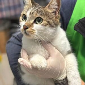 Bellatrix the rescue cat at the shelter in Romania being held by a member of the team wearing a green vest. Bellatrix has brown and white fur.